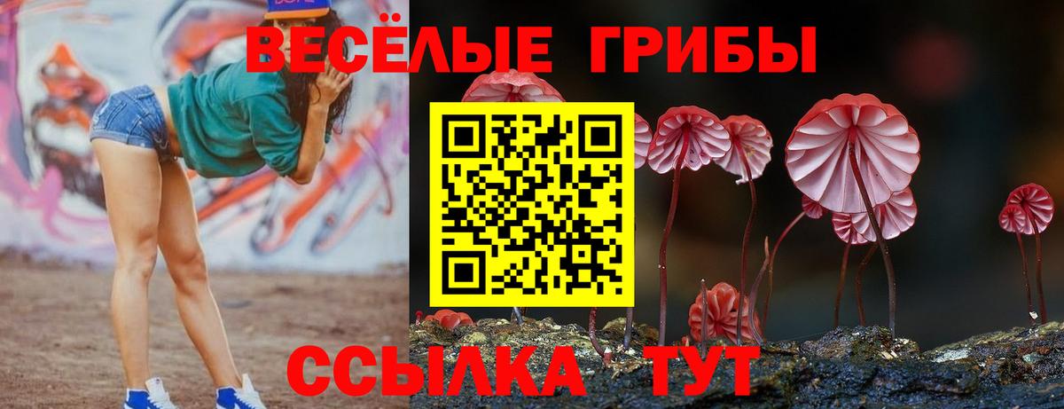Галлюциногенные грибы Psilocybe Большой Камень